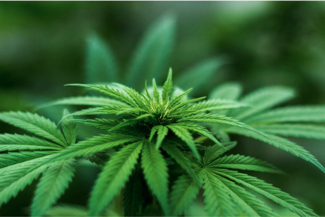 10 Marijuana Stocks To Buy For Their ‘Beyond The Flower’ Plans