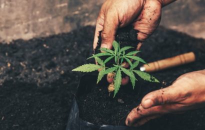 7 Cannabis Stocks That Offer Much More Than Just Pot