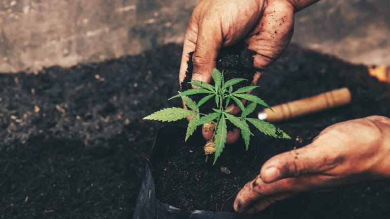 The 3 Best Pot Stocks To Buy For Global Legalization