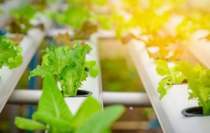 3 Vertical Farming Stocks To Buy For Big Growth